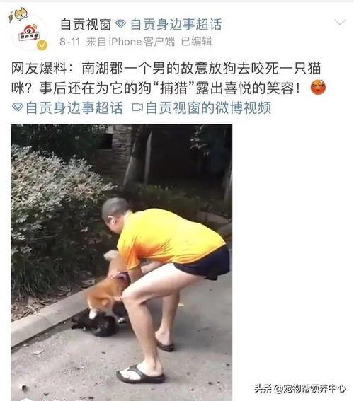 狗咬死猫网友爆料视频,网友爆料视频揭示狗咬死猫惊人一幕  第2张