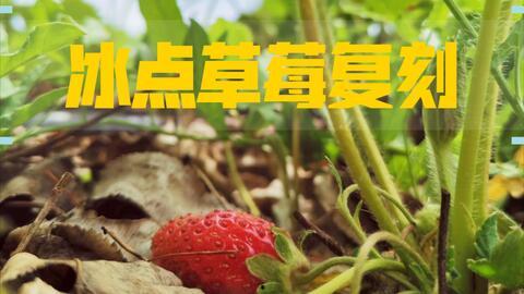 冰点草莓爆料视频,揭秘幕后故事与精彩瞬间 第1张 冰点草莓爆料视频,揭秘幕后故事与精彩瞬间 第1张