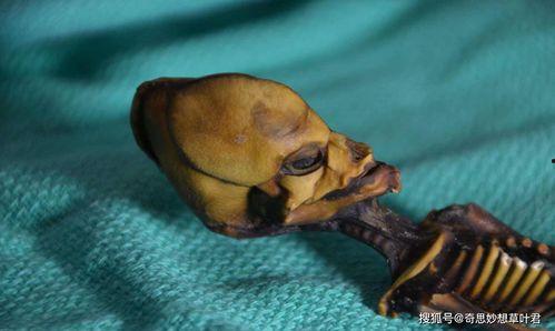 最新爆料外星人,外星生命迹象引发全球关注  第2张